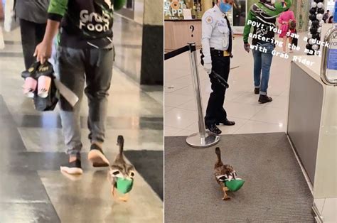 Video: 'Hardworking’ food delivery duck in the Philippines goes .